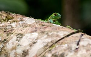 Preview wallpaper lizards, reptiles, green