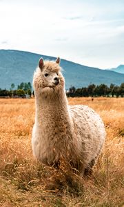 Preview wallpaper llama, animal, fluffy, hill