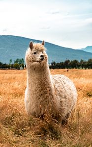 Preview wallpaper llama, animal, fluffy, hill