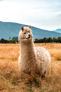 Preview wallpaper llama, animal, fluffy, hill