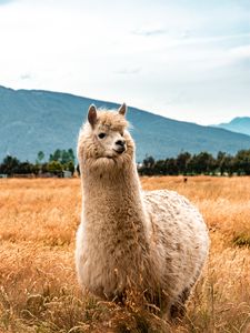 Preview wallpaper llama, animal, fluffy, hill