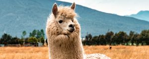 Preview wallpaper llama, animal, fluffy, hill