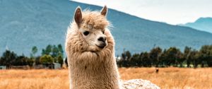 Preview wallpaper llama, animal, fluffy, hill