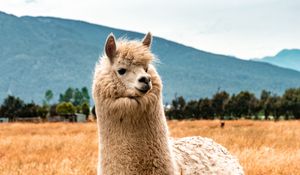 Preview wallpaper llama, animal, fluffy, hill