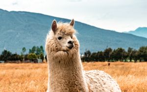 Preview wallpaper llama, animal, fluffy, hill