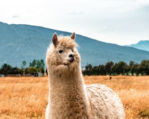 Preview wallpaper llama, animal, fluffy, hill