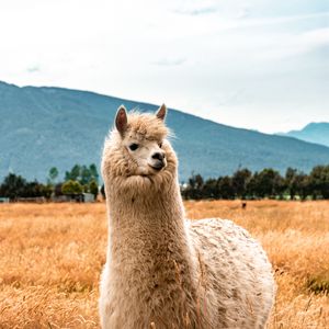 Preview wallpaper llama, animal, fluffy, hill