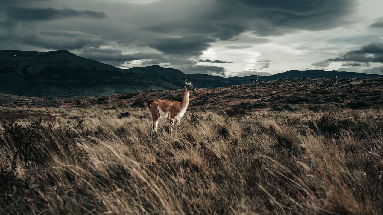 Wallpaper llama, animal, grass, hills, wildlife