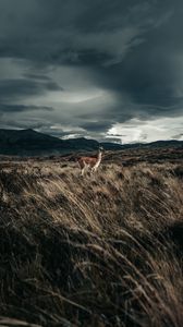 Preview wallpaper llama, animal, grass, hills, wildlife