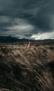 Preview wallpaper llama, animal, grass, hills, wildlife