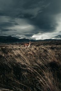 Preview wallpaper llama, animal, grass, hills, wildlife
