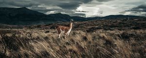 Preview wallpaper llama, animal, grass, hills, wildlife