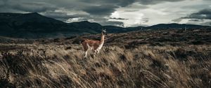 Preview wallpaper llama, animal, grass, hills, wildlife