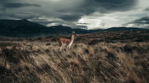 Preview wallpaper llama, animal, grass, hills, wildlife