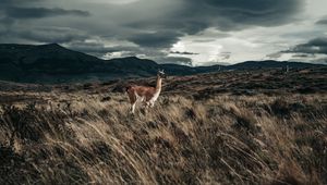 Preview wallpaper llama, animal, grass, hills, wildlife