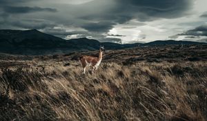 Preview wallpaper llama, animal, grass, hills, wildlife