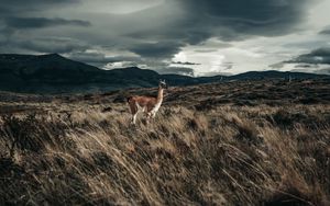 Preview wallpaper llama, animal, grass, hills, wildlife