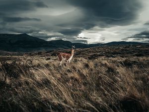 Preview wallpaper llama, animal, grass, hills, wildlife