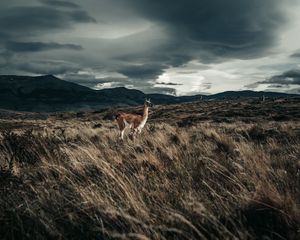 Preview wallpaper llama, animal, grass, hills, wildlife