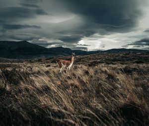 Preview wallpaper llama, animal, grass, hills, wildlife