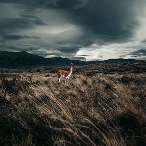 Preview wallpaper llama, animal, grass, hills, wildlife