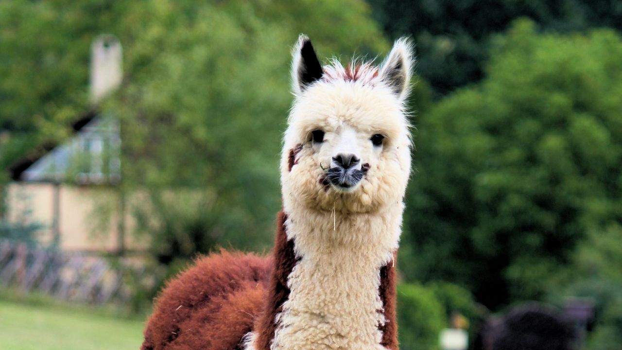 Wallpaper llama, cute, funny, animal, wildlife