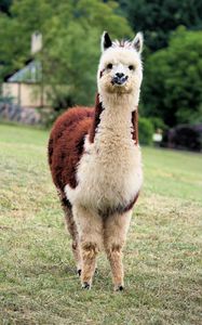 Preview wallpaper llama, cute, funny, animal, wildlife