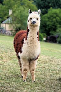 Preview wallpaper llama, cute, funny, animal, wildlife