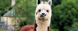 Preview wallpaper llama, cute, funny, animal, wildlife