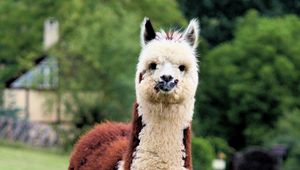 Preview wallpaper llama, cute, funny, animal, wildlife