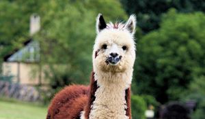 Preview wallpaper llama, cute, funny, animal, wildlife