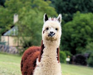 Preview wallpaper llama, cute, funny, animal, wildlife