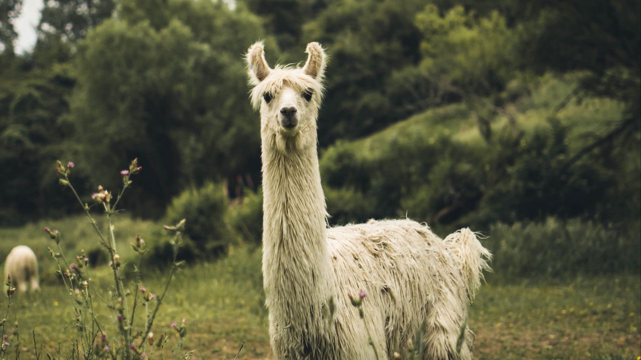 Wallpaper llama, white, funny, cute, animal