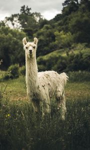 Preview wallpaper llama, white, funny, cute, animal