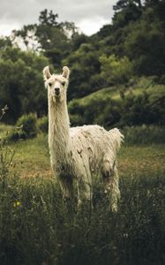 Preview wallpaper llama, white, funny, cute, animal