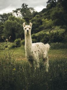 Preview wallpaper llama, white, funny, cute, animal