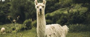 Preview wallpaper llama, white, funny, cute, animal