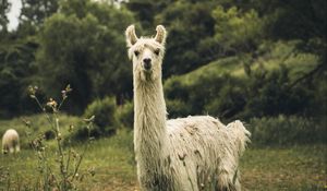 Preview wallpaper llama, white, funny, cute, animal