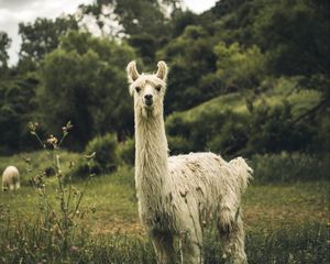 Preview wallpaper llama, white, funny, cute, animal