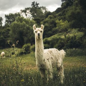 Preview wallpaper llama, white, funny, cute, animal