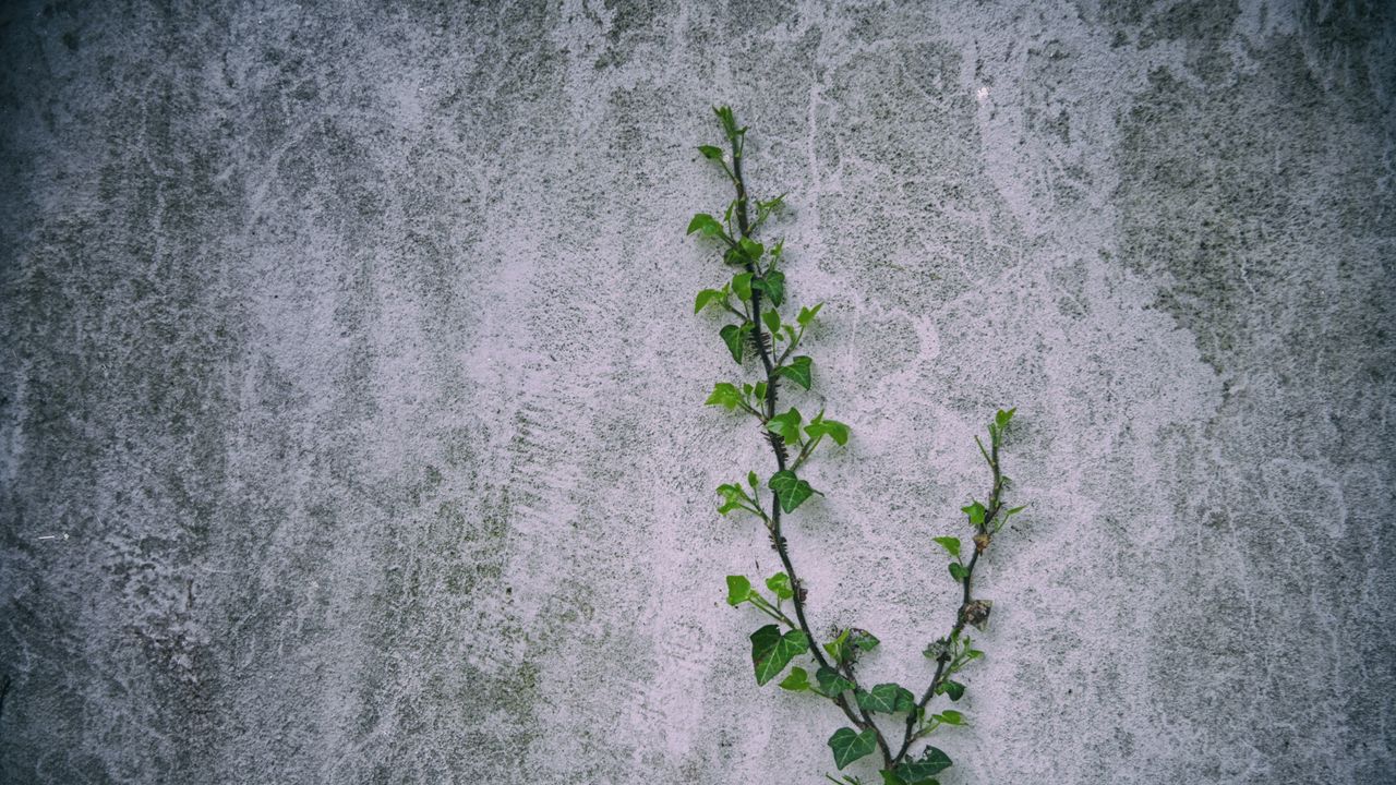 Wallpaper loach, plant, wall