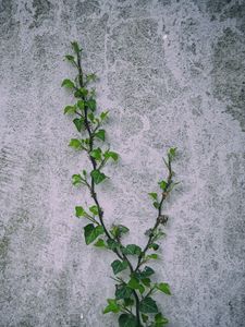 Preview wallpaper loach, plant, wall