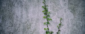 Preview wallpaper loach, plant, wall
