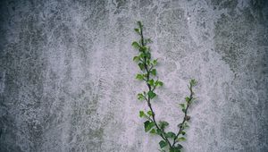 Preview wallpaper loach, plant, wall