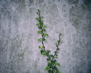 Preview wallpaper loach, plant, wall