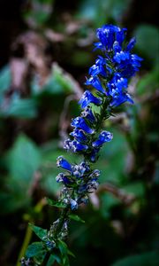 Preview wallpaper lobelia, flowers, inflorescence, blue, macro