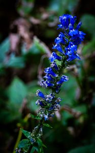 Preview wallpaper lobelia, flowers, inflorescence, blue, macro