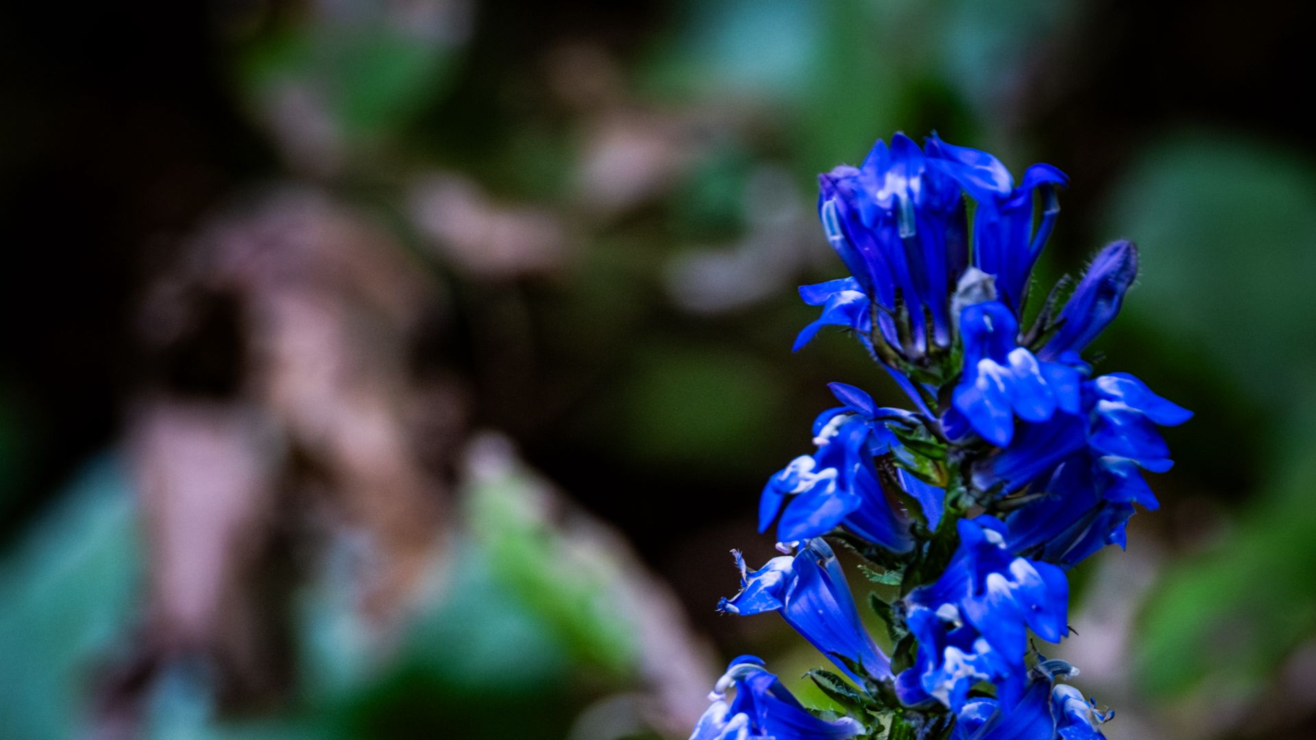 Download wallpaper 1920x1080 lobelia, flowers, inflorescence, blue