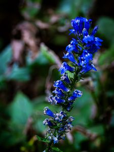 Preview wallpaper lobelia, flowers, inflorescence, blue, macro