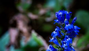 Preview wallpaper lobelia, flowers, inflorescence, blue, macro